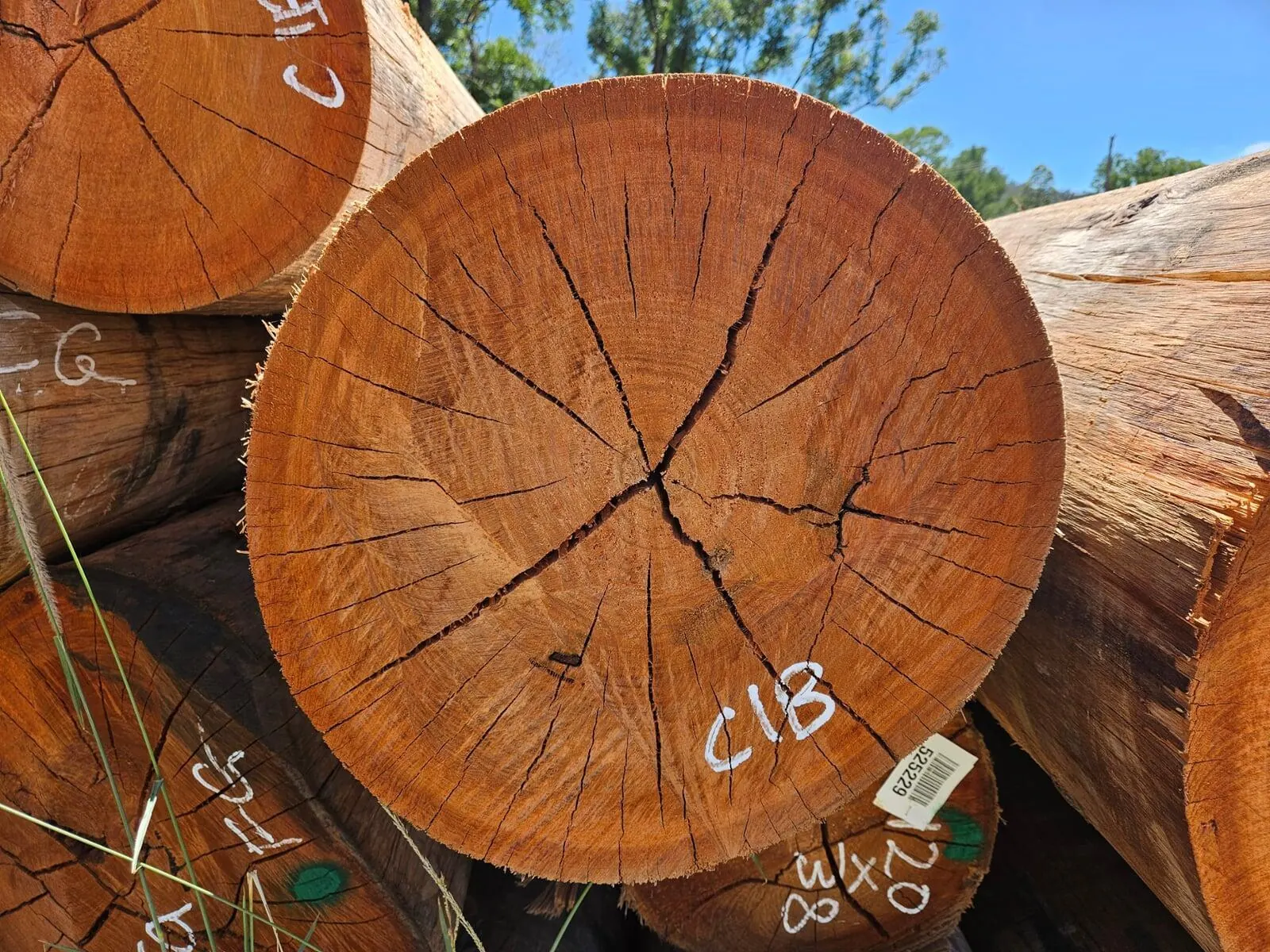 Tagged hardwood logs showing their end grain, ready for milling